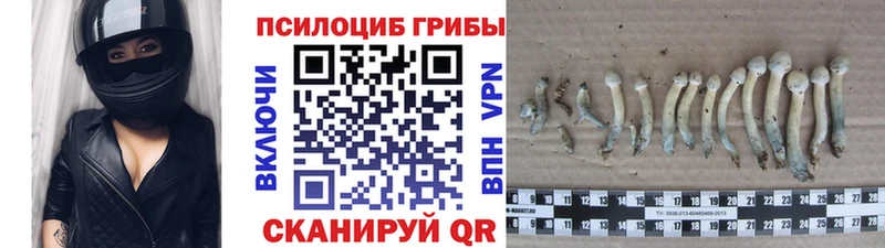 Галлюциногенные грибы Psilocybine cubensis  KRAKEN ссылки  Протвино  даркнет сайт 